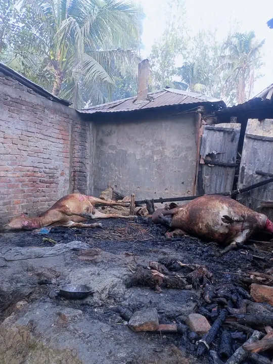 আগুনে পুড়ে মারা গেল বাগমারা তরুণের একমাত্র সম্বল দুই গরু